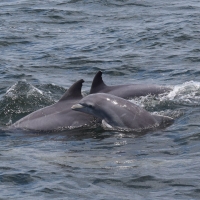Dolphin-Tour-1