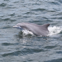 Dolphin-Tour-2