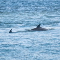 LAR08731