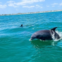 katie-2-dolphin