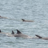 lots-dolphins