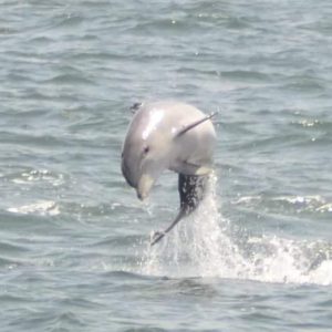 dolphin tours holden beach