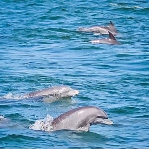 dolphin tours holden beach